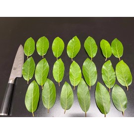 Fresh 20, Freshly picked  Organic Bay Leaves Leaf, Laurus herb spice   Large