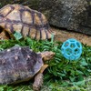 BFSYRR Tortoise Toys, Adjustable Leash and Skateboard, Tortoise Treat Ball,