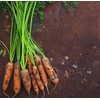 1200 Little Finger Carrot Seeds for Planting Heirloom Non-GMO 2+