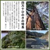 Tosa Ryu HC-2501 Round Cypress Cutting Board (M) TOSARYU SHIMANTO