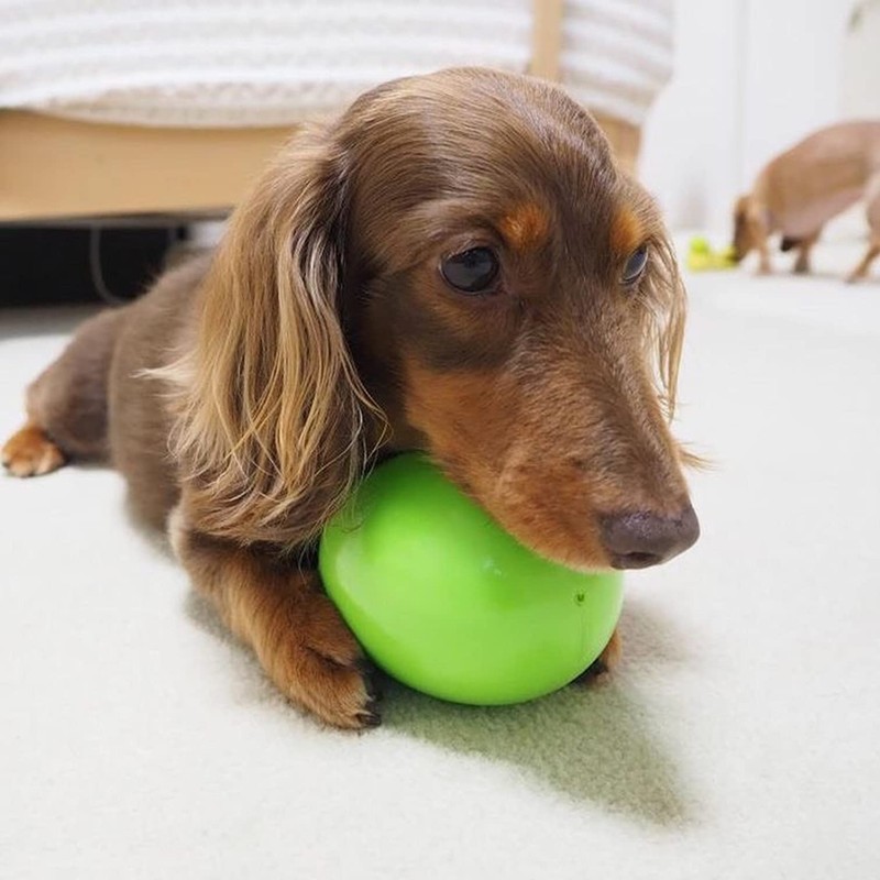 PLATZ PET SUPPLIES & FUN Dog Toy, Mega Egg, Small