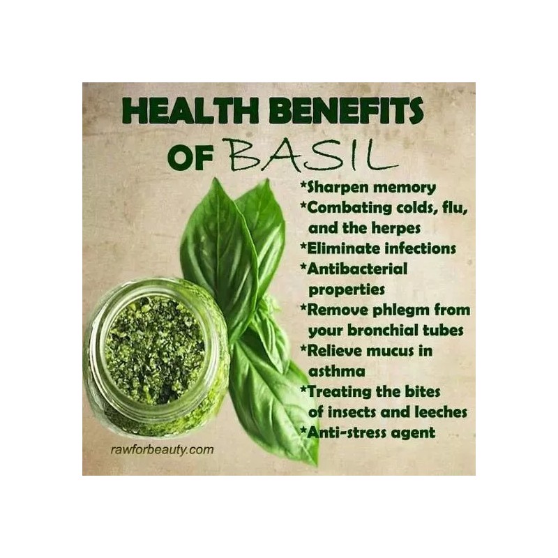 1000 Basil- Genovese Seeds-Open Pollinated-NON GMO.