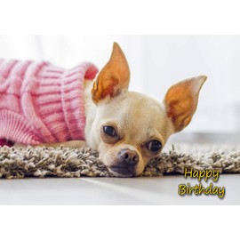 Chihuahua Dog Birthday Greeting Card