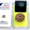 Certified 10 Mukhi Rudraksha (Ten Faces) - Capricorn & Aquarius