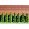 55 Thuja Tree Seeds Golden Oriental Arborviate-Eastern Cedre Seeds White