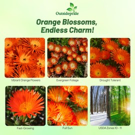 Outsidepride Gelato Orange Ice Plant Seeds - 10000 Pcs Perennial, Drought Tolerant Ground Cover Seeds for Planting Vibrant Trailing Blooms, Ideal for Sunny Gardens & Xeriscape Landscaping