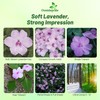 Outsidepride Extreme Lavender Impatiens Flower Seeds - 200 Pcs Annual,
