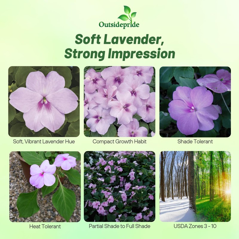 Outsidepride Extreme Lavender Impatiens Flower Seeds - 200 Pcs Annual,