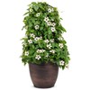 Park Seed White Black-Eyed Susan Vine Thunbergia – Elegant Black