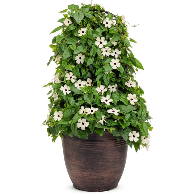 Park Seed White Black-Eyed Susan Vine Thunbergia – Elegant Black