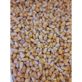 Unbranded Shelled CORN Feed Whole Squirrel Wildlife Deer Turkey Chipmunk Bird (5 or 10 lb) - 10 lb