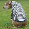 Tooth & Honey Big Dog Stripe Shirt Pullover Full Belly