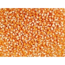 Grain Place Foods | Mushroom Popcorn Kernels | Pops in Ball Shape | Excellent as Kettle Corn or with Caramel | 2 lb Bag