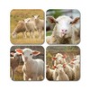 4 x Square Sheep Coasters - Lamb Animal Farm Farmer