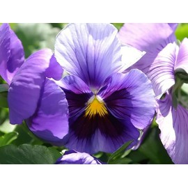 Viola Pansy Mars Helen Seeds Mixed Flower Perennial Garden Biennial Flowers Garden Non-GMO Viola Wittrockian Pensee Mix 100pcs