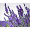Floral- 1 oz Candle Home Fragrance Oil 7 Pack- Lavender,