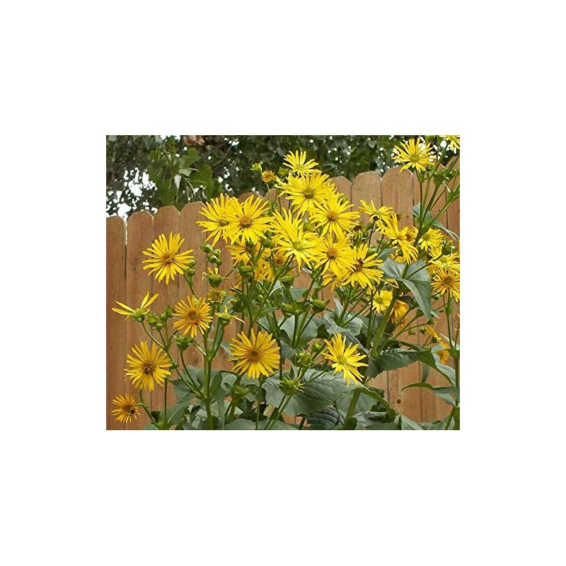 50 Cup Plant Silphium perfoliatum Flower Seeds - Beautiful! Sunflower