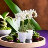 SANTINO Set of 4 Orchid Pots D 12 cm Self-Watering