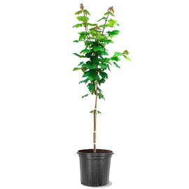 Generic Autumn Blaze Maple, Deciduous, Shade Tree, Fast Growing, 5 gal, Nursery Pot, 2 ft, Red, Orange, Green and Purple