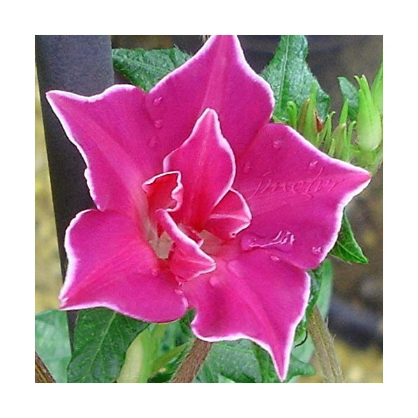 Outsidepride Ipomoea Nil Morning Glory Red Picotee Flowering, Climbing, Vining