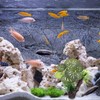 MEISO 4 Pezzi Piante Finte per Acquario - Piante Ornamentali