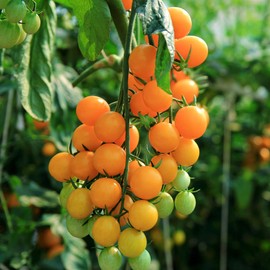 Tomato Seeds - Gold Nugget - 250 Mg Packet ~90 Seeds - Solanum lycopersicum - Farm & Garden Vegetable Seeds - Non-GMO, Heirloom, Open Pollinated, Annual - Cherry Tomato