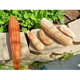 Little Seed Store 30+LUFFA SPONGE GOURD Seeds Loofah Loofa Lofa Heirloom Vine Garden Container