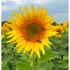 Organic Sunflower Protein Powder, 500 g Tub, 100% Pure Sunflower
