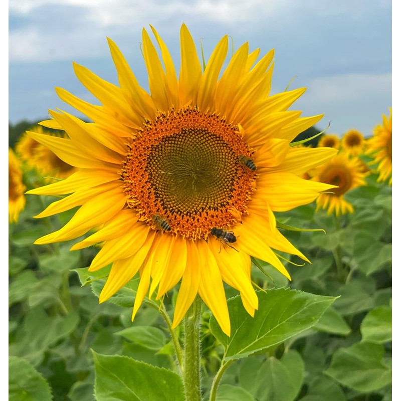 Organic Sunflower Protein Powder, 500 g Tub, 100% Pure Sunflower