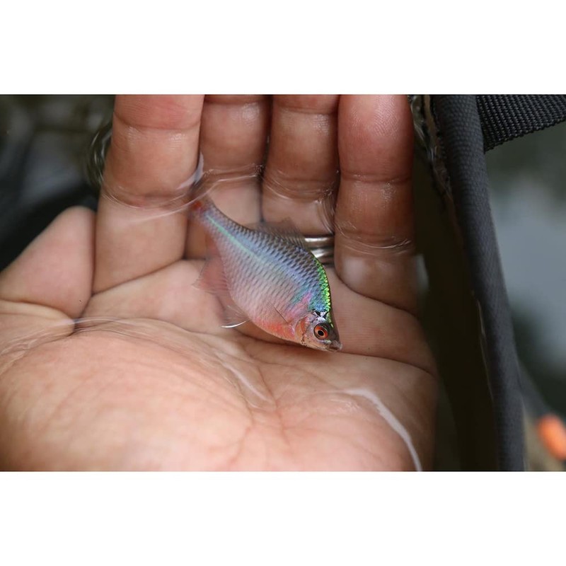 Jointer Waterside Small World 7/9