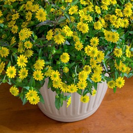 Outsidepride Creeping Zinnia - 2000 Seeds