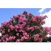 Oleander Seeds, 4 Color Mix, RED, Dark Pink, Light Pink,