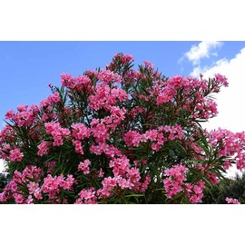 Oleander Seeds, 4 Color Mix, RED, Dark Pink, Light Pink, & White