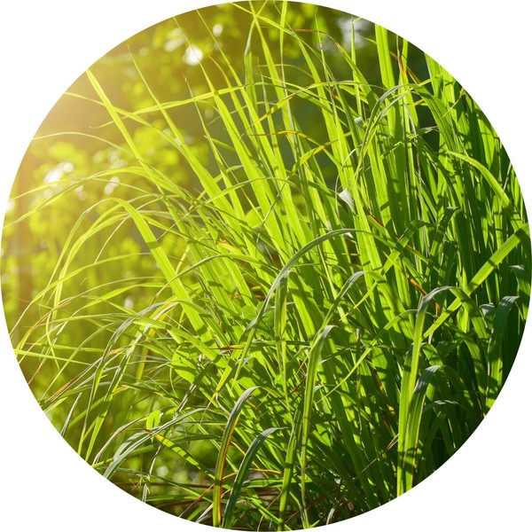 Living Libations Gingergrass Essential Oil, 30ml