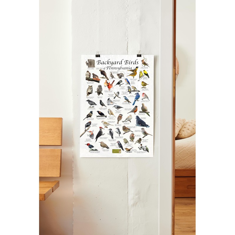 Where's Wildlife Backyard Birds of Pennsylvania Bird Identification Poster (12"