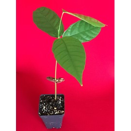 New and Healthy Theobroma Cacao Cocoa Chocolate Fruit Tree - TRINITARIO - Potted Plant Yellow Large