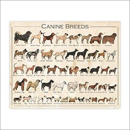 Canine Breeds Dog Art - Unframed - 11x14