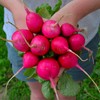 German Giant Radish - 150 Seeds