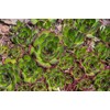 Hens & Chicks- 25 Seeds by OrginBud