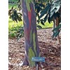 Buy Rare Seeds Eucalyptus deglupta | Rainbow-Eucaly