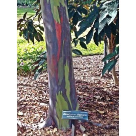 Buy Rare Seeds Eucalyptus deglupta | Rainbow-Eucaly
