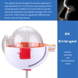 Healthible Human Eye Model Anatomy, Removable 6 Times Anatomical Eyeball Model with Display Base, Medical Eye Ball Model for School and Clinic