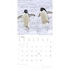 Alpha Edition - Penguins 2025 Brochure Calendar, 30 x 30