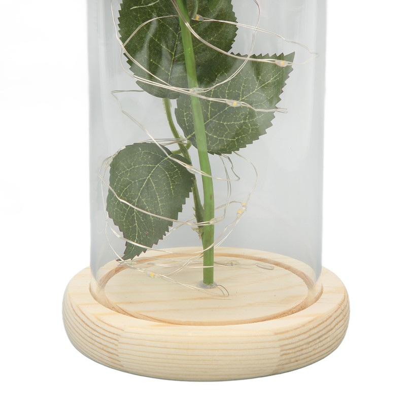 Rose in Glass Dome Lucky Beautiful Symbolism Romantic Enchanted Rose