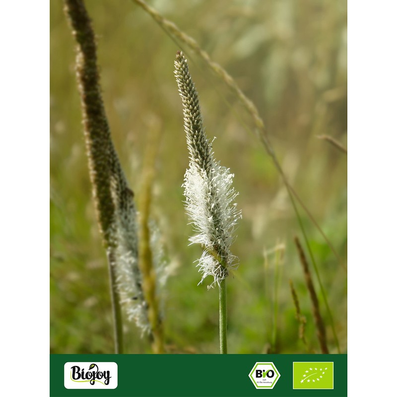 Biojoy Organic psyllium husks (250 g), 99% purity Plantago ovata,