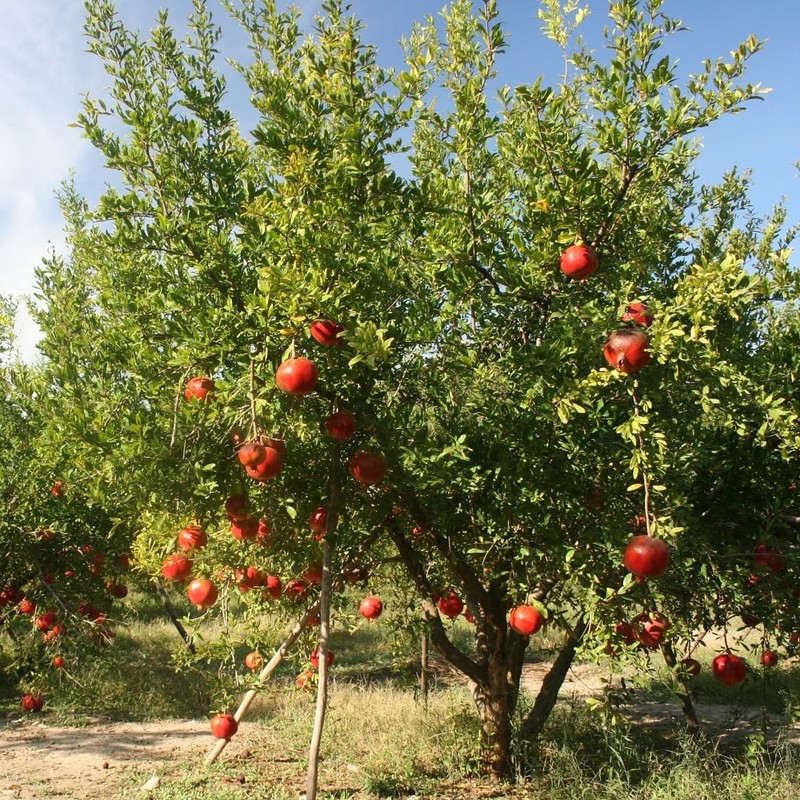 Noda Honey Pomegranate Juice, 100% Bottle, 16.9 fl oz (500