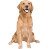 Golden Retriever Wall Decal Cutout