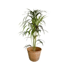 Cesto redondo de fibra natural para basura, cubre maceta o para almacenar Cesto de palma