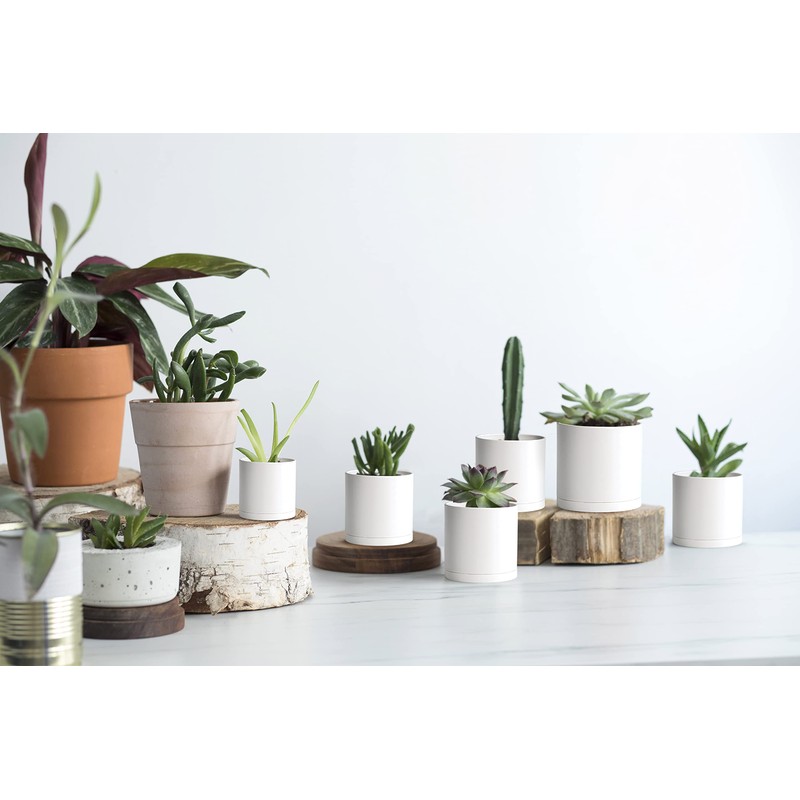 D'vine Dev 12 Pack 3 Inch Mini Plastic Plant Pots,