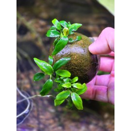 Anubias Minima - live aquatic plants - freshwater plant - fishtank epiphyte